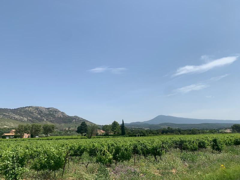 Le vignoble, les Dentelles de Montmirail et le Mont Ventoux depuis le mas